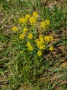 Group of Golden Ragwort Ã¢â¬â Senecio aureus